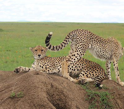 3 Days Tanzania Mid-Range Safari