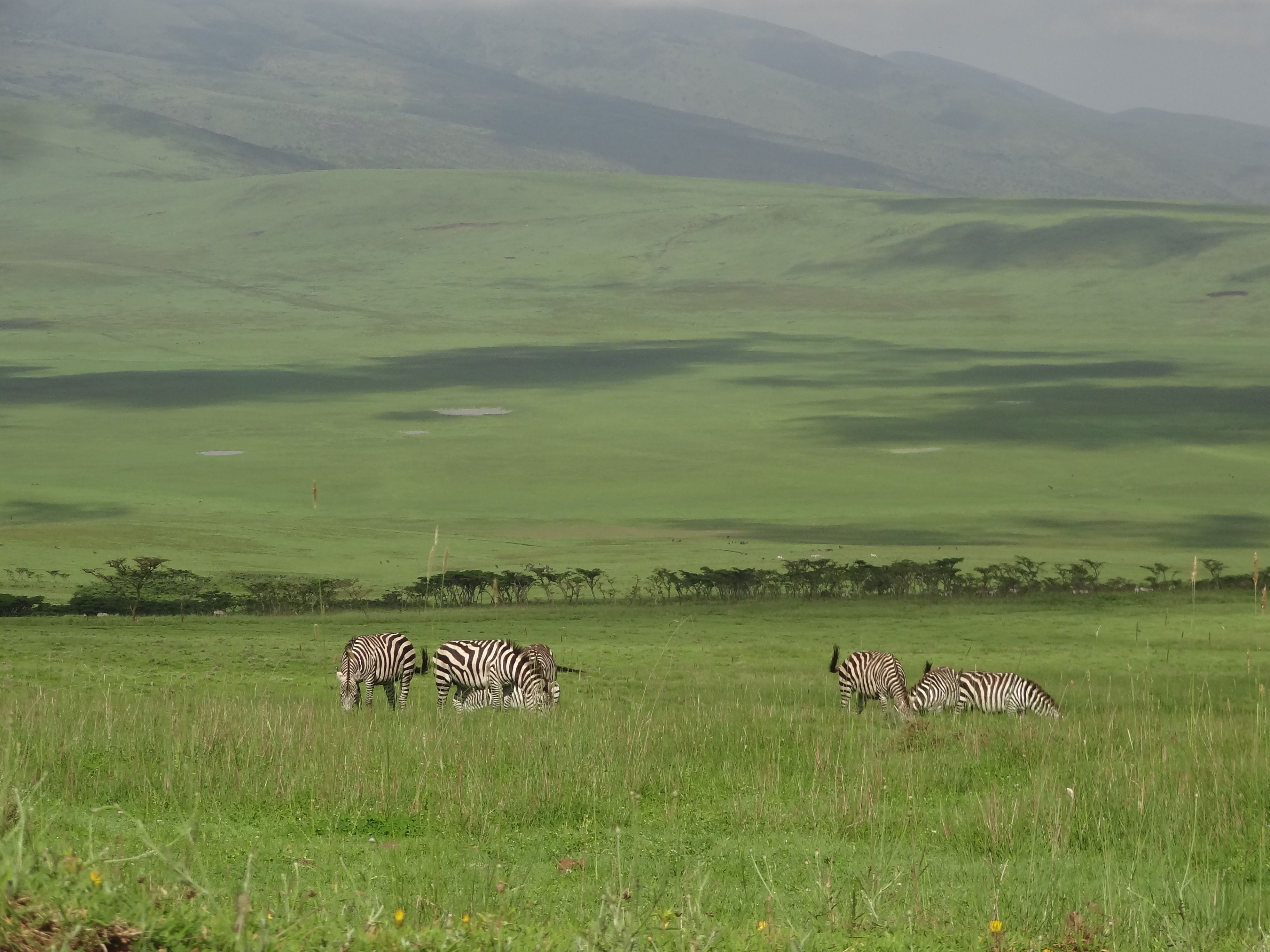 5 Days Tanzania Mid-Range Safari