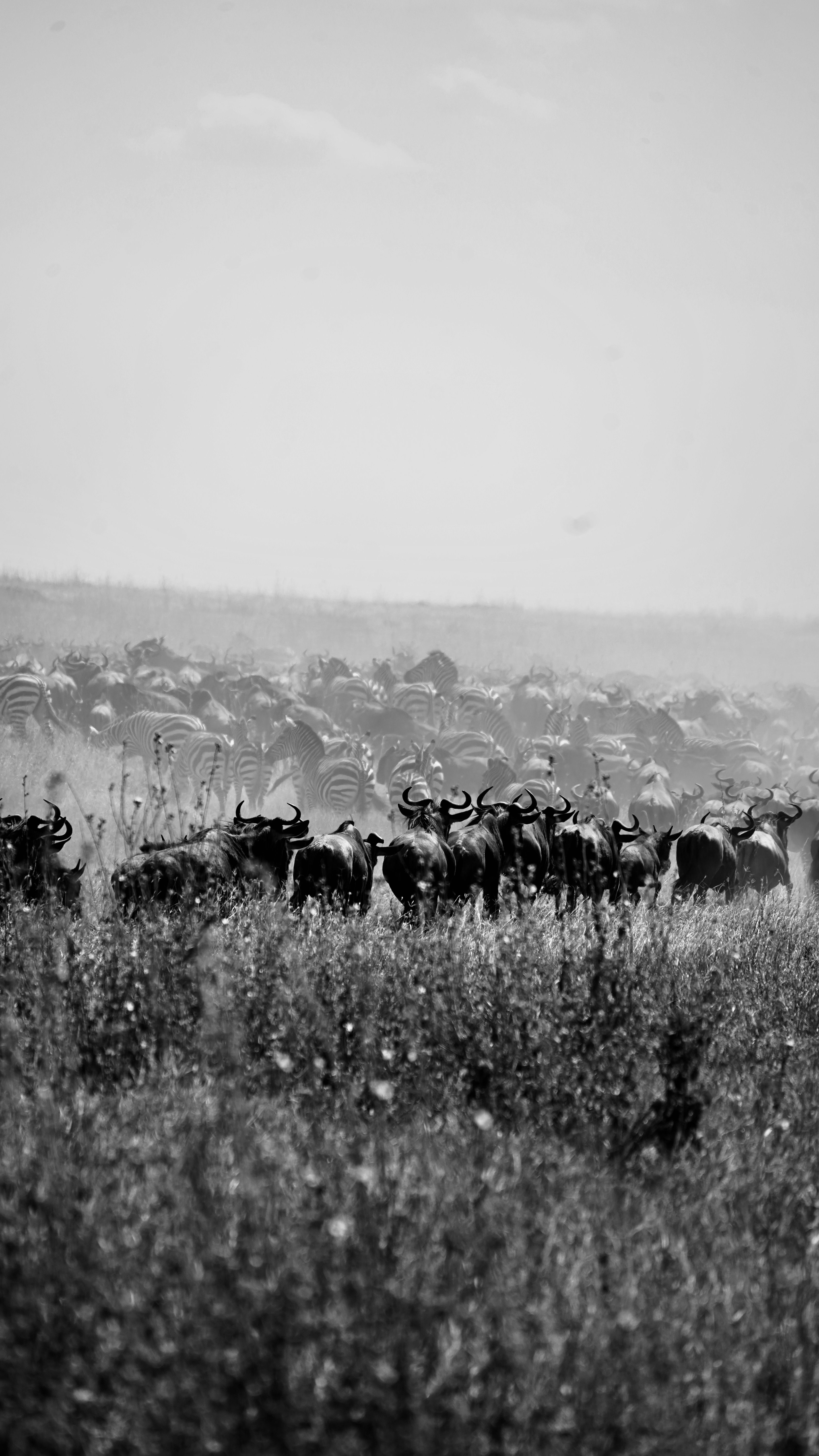 6 Days Tanzania Mid-Range Safari
