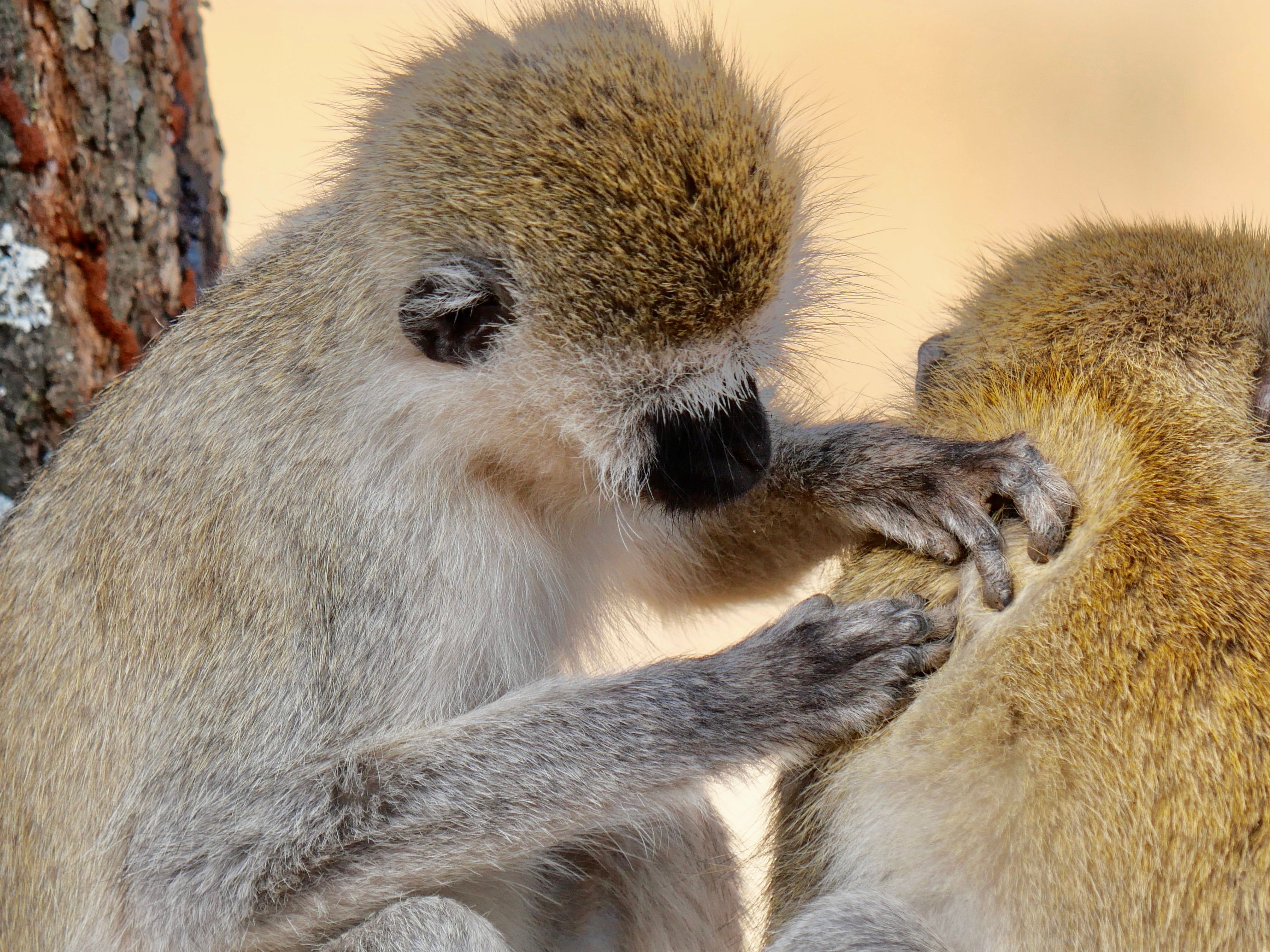 7 Days Tanzania Mid-Range Safari