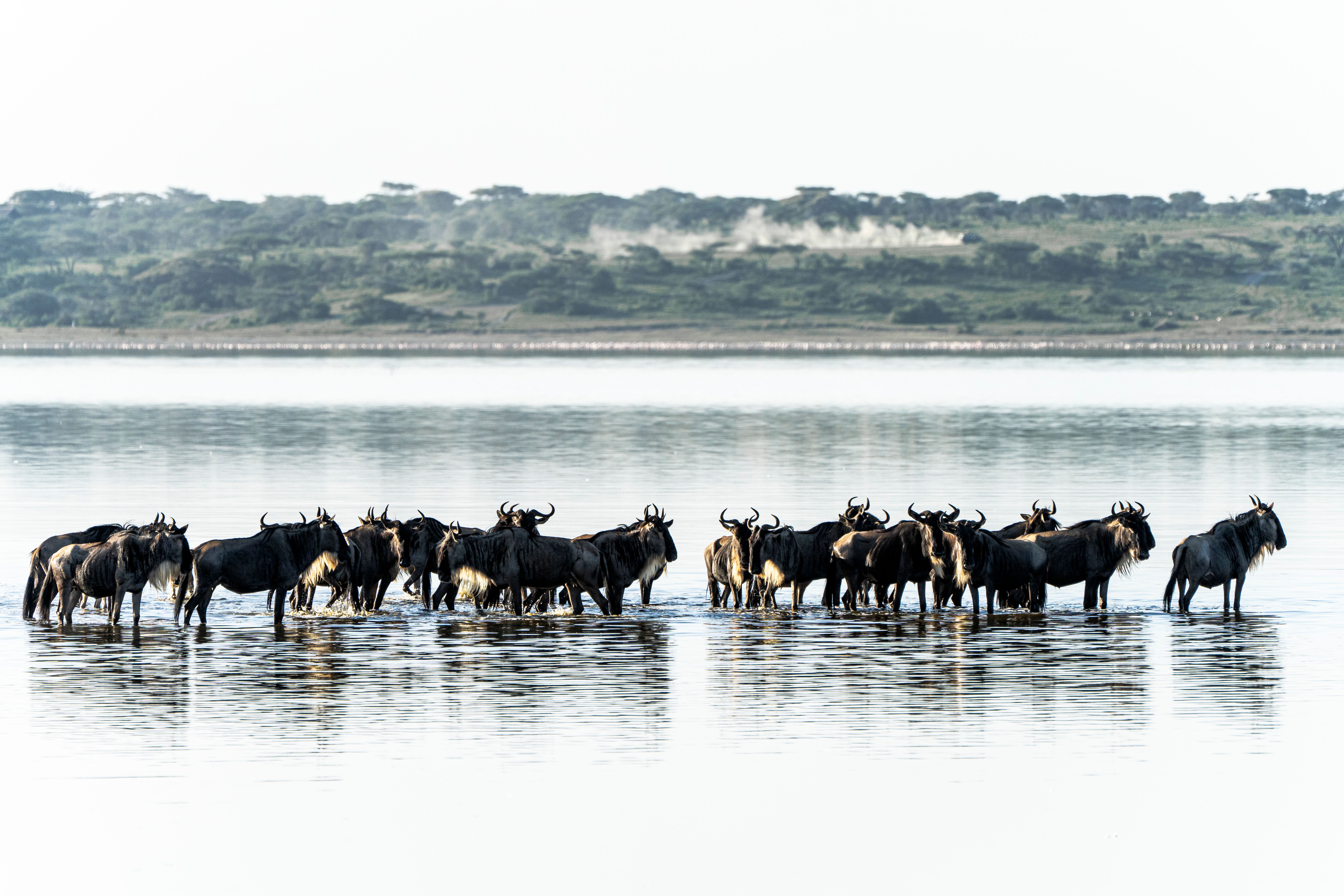 8 Days Serengeti Great Migration Safari