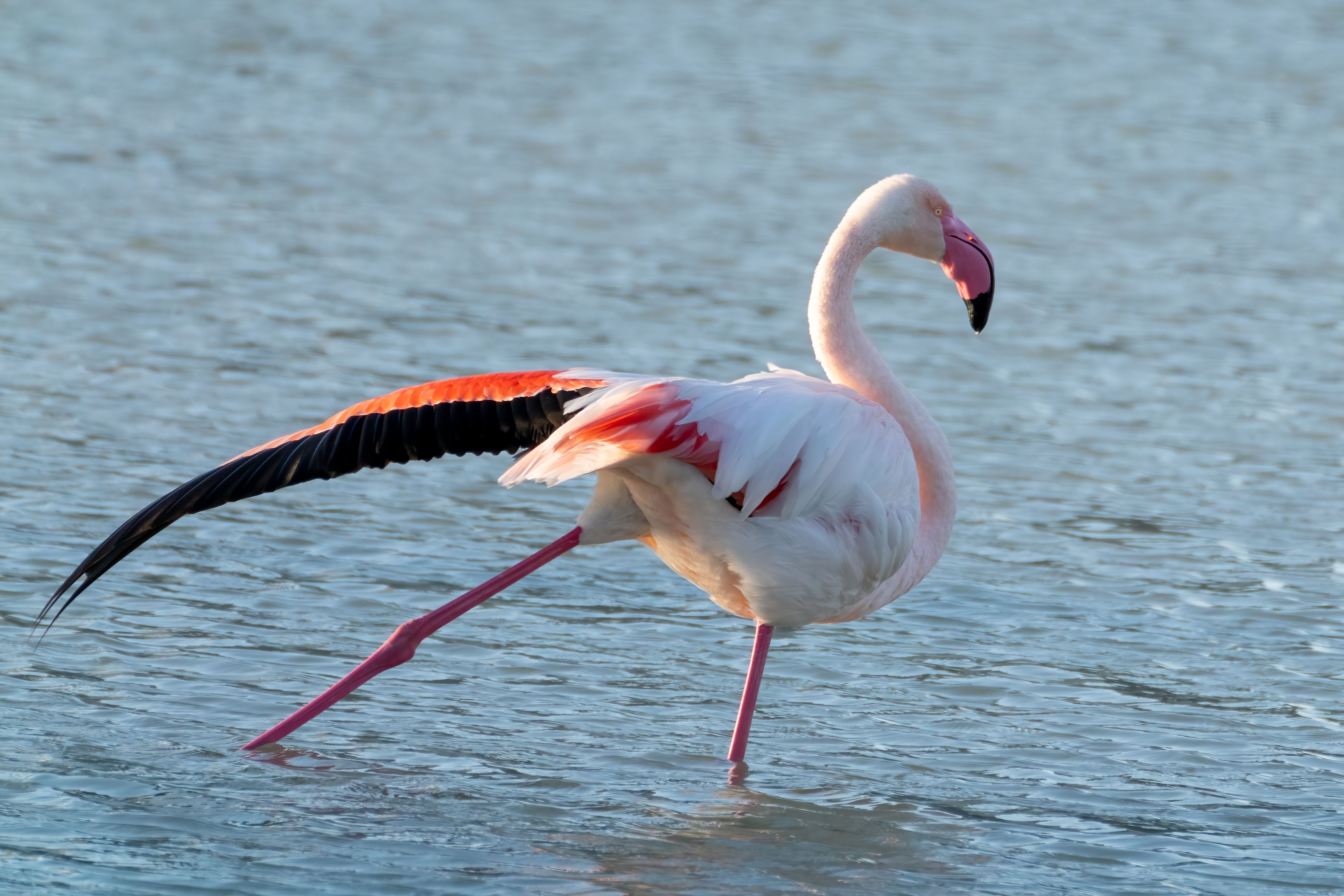 Lake Manyara Day Trip