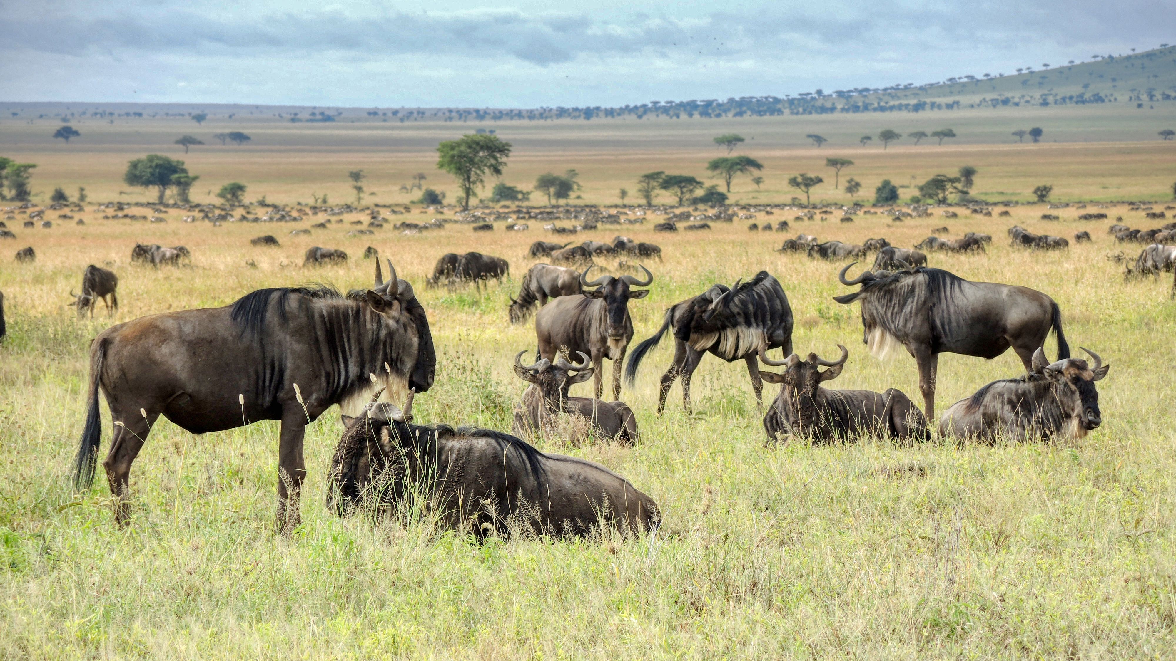 Our Story - Valour Africa Safaris