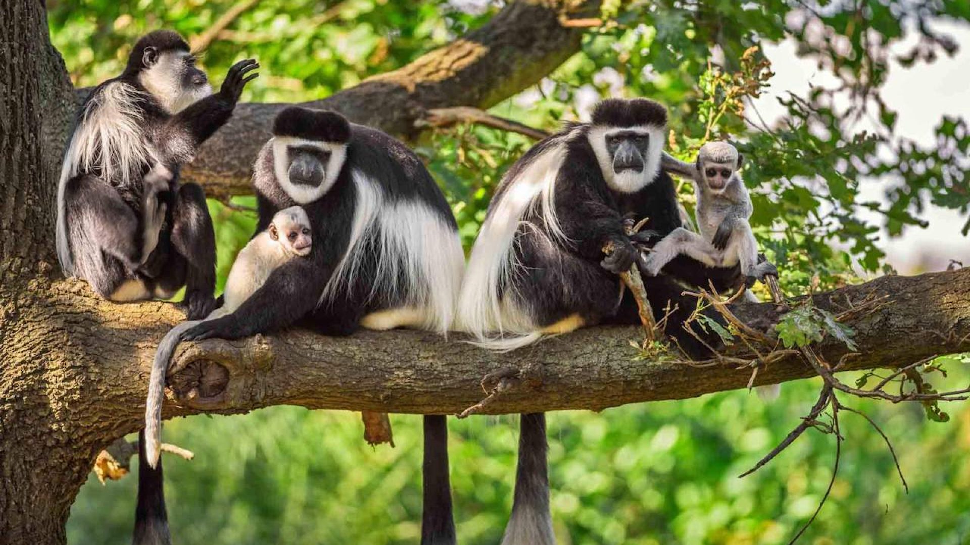 arusha-national-park-monkey