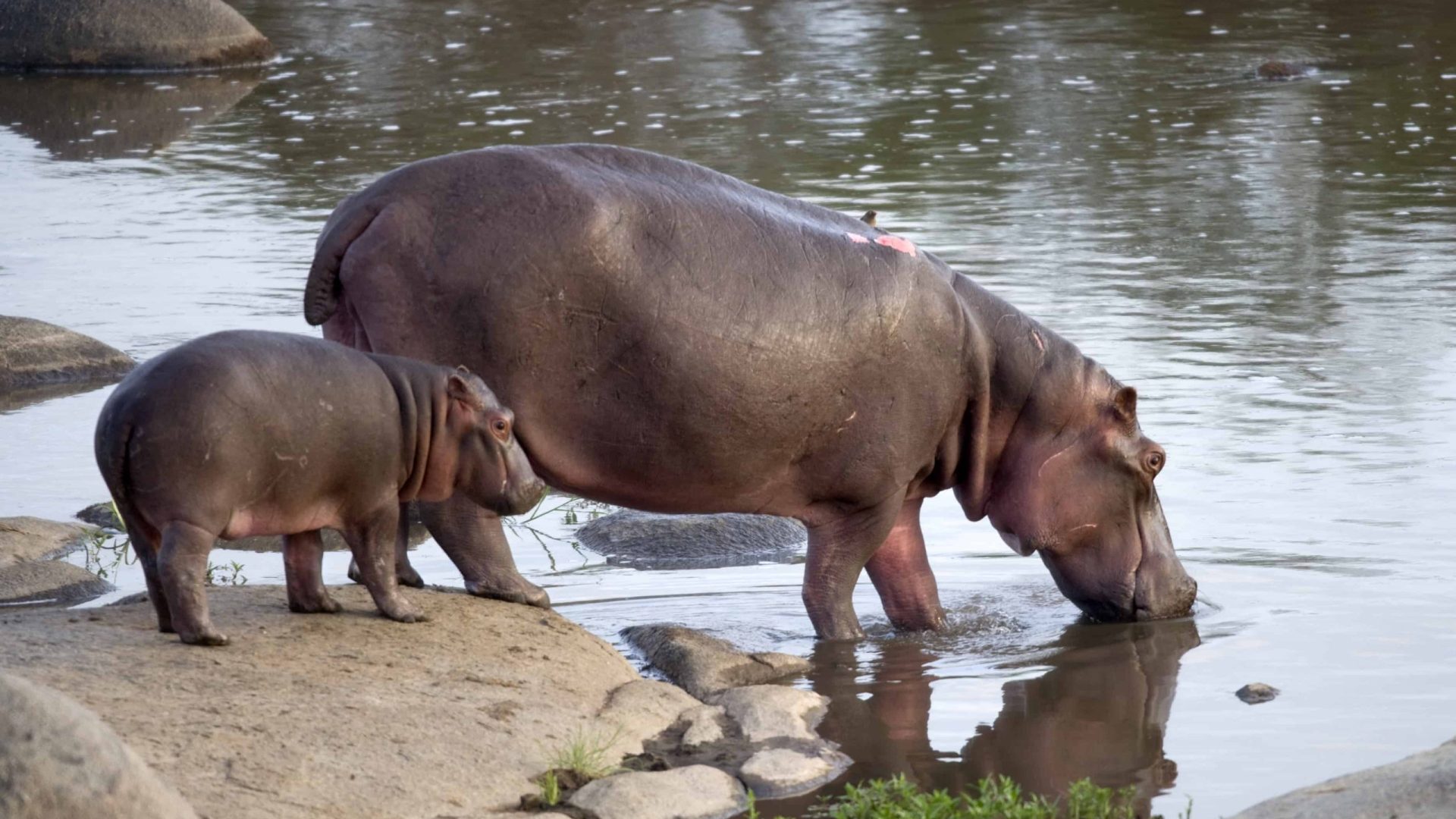 hippos-safari-scaled