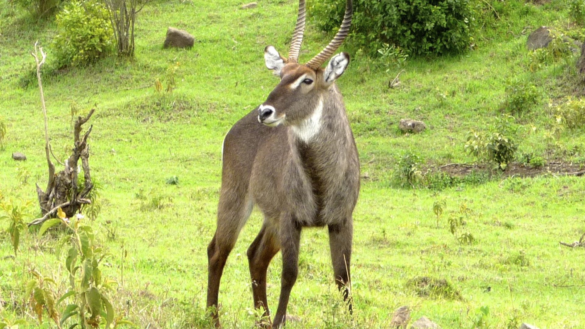 waterbucks